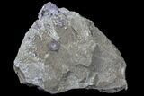 Purple Fluorite on Sparkling Dolomite - Elmwood Mine #89701-2